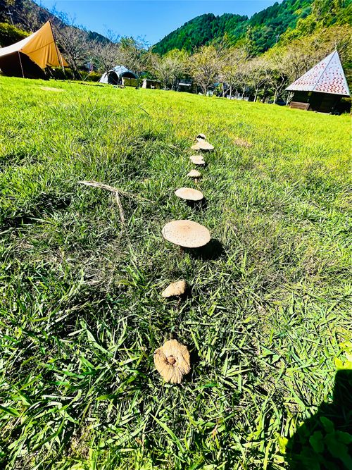 待望の晴れ晴れ☀️おじおばうさキャン△ in 阿武川温泉公園キャンプ場 〜 CAMP NO.155 萩阿武川温泉公園(キャンプ可) ファミリーキャンプ グループキャンプ フリーサイト おじキャン△さんのキャンプブログ CAMPiii(キャンピー) -キャンプ専用SNS キャンプのすべてがここに集まる-