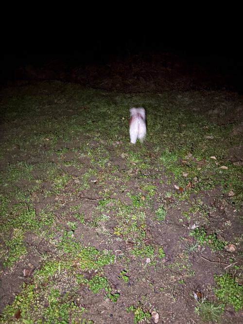 第91話　広島県は離島に行く！ Island Camp 百島 ソロキャンプ 区画サイト ちろ犬さんのキャンプブログ CAMPiii（キャンピー） -キャンプ専用SNS キャンプのすべてがここに集まる-