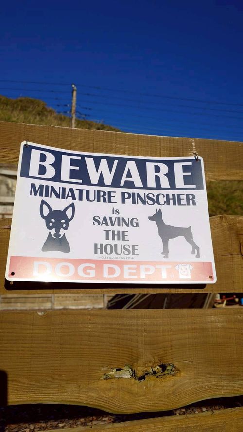 恒例の新春ファミキャン！ THE DOG DEPT GARDEN RESORT-安房白浜- ファミリーキャンプ グループキャンプ 区画サイト まーささんのキャンプブログ CAMPiii（キャンピー） -キャンプ専用SNS キャンプのすべてがここに集まる-