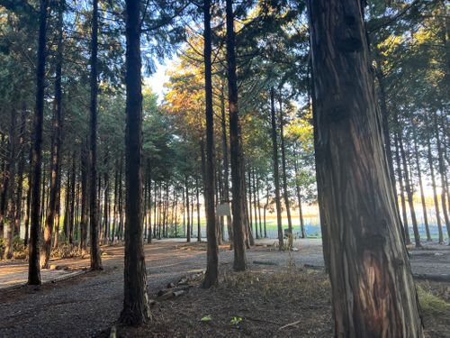 ワラサンキャンプサイト ワラサンキャンプサイト ソロキャンプ 区画サイト Maaaaaa!さんのキャンプブログ CAMPiii（キャンピー） -キャンプ専用SNS キャンプのすべてがここに集まる-