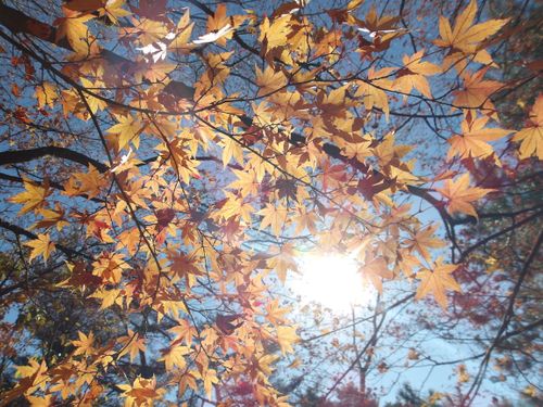 やっぱりCampiiiのおかげさま🙏✨ 神石高原 ティアガルテン グループキャンプ はやぷささんのキャンプブログ CAMPiii（キャンピー） -キャンプ専用SNS キャンプのすべてがここに集まる-