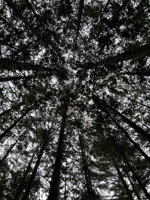 雨☔️の完ソロ🏕 ソロキャンプ フリーサイト Genさんのキャンプブログ CAMPiii（キャンピー） -キャンプ専用SNS キャンプのすべてがここに集まる-