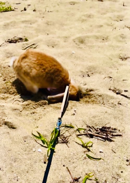 悪天候と身勝手キャンパーにストレス倍増おじおばうさキャン△ in 美濃ヶ浜海浜広場 〜 CAMP NO.186 美濃ケ浜海浜広場 ソロキャンプ ファミリーキャンプ グループキャンプ フリーサイト おじキャン△さんのキャンプブログ CAMPiii（キャンピー） -キャンプ専用SNS キャンプのすべてがここに集まる-