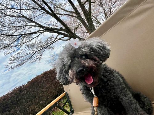 2026.3.29〜30 ビラ・マイルド akemi.09.02さんのキャンプブログ CAMPiii（キャンピー） -キャンプ専用SNS キャンプのすべてがここに集まる-