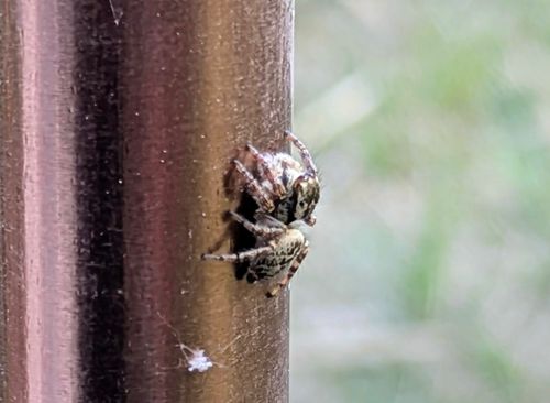 サクッとデイキャン。 庄内緑地 ソロキャンプ フリーサイト ぞのさんさんのキャンプブログ CAMPiii（キャンピー） -キャンプ専用SNS キャンプのすべてがここに集まる-