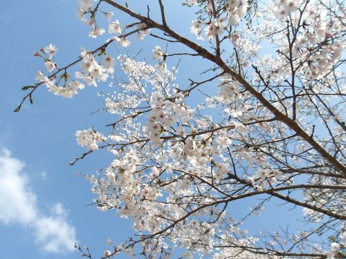 新規開拓✨デイキャンプ💪 はやぷささんのキャンプブログ CAMPiii（キャンピー） -キャンプ専用SNS キャンプのすべてがここに集まる-