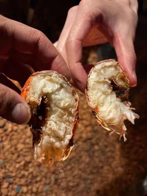 年越しキャンプ！⛺️ キャンプ マナビス 海サイト グループキャンプ 区画サイト オートサイト ぺちゃさんのキャンプブログ CAMPiii（キャンピー） -キャンプ専用SNS キャンプのすべてがここに集まる-