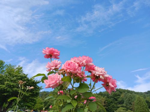 北海道の旨い!を食べるC△mp旅’2025(3 of 4) 北海道 ファミリーキャンプ キャンピングカー vios outdoor'sさんのキャンプブログ CAMPiii(キャンピー) -キャンプ専用SNS キャンプのすべてがここに集まる-