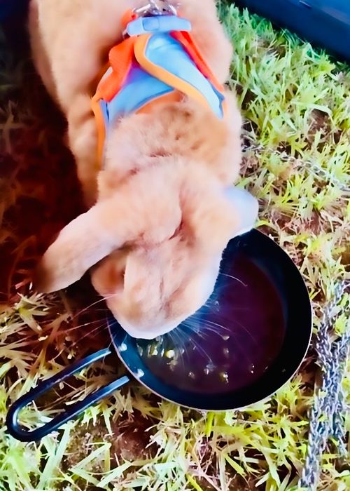 初めてのキャンプ場?でおじうさ+○○キャン△ in 阿川ほうせんぐり海浜公園 〜 CAMP NO.149 阿川ほうせんぐり海浜公園 ソロキャンプ ファミリーキャンプ フリーサイト おじキャン△さんのキャンプブログ CAMPiii(キャンピー) -キャンプ専用SNS キャンプのすべてがここに集まる-