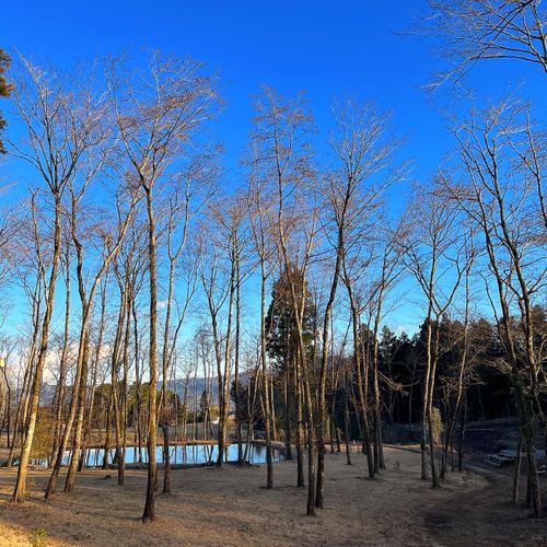 御殿場！！焚き火🔥 高嶺の森のキャンプ場 ソロキャンプ フリーサイト S🎐🍃さんのキャンプブログ CAMPiii（キャンピー） -キャンプ専用SNS キャンプのすべてがここに集まる-