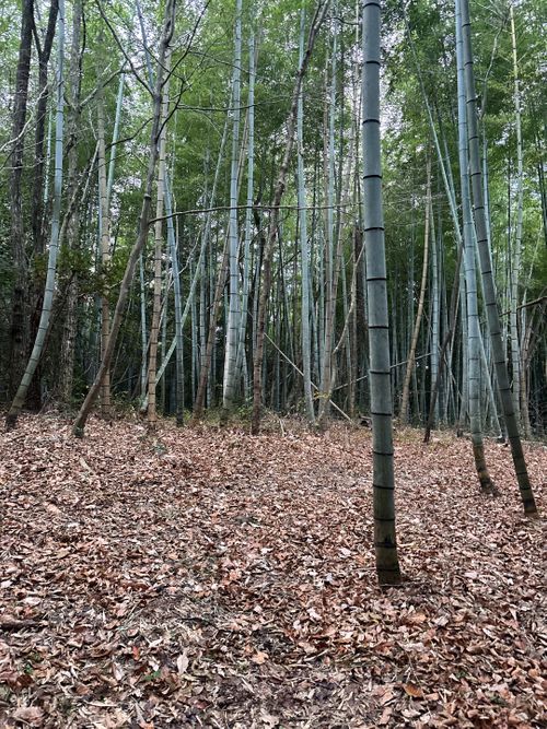 🎊新規キャンプ場オープン🎉🎉🎉 紫星の森 Oniyomeさんのキャンプブログ CAMPiii（キャンピー） -キャンプ専用SNS キャンプのすべてがここに集まる-