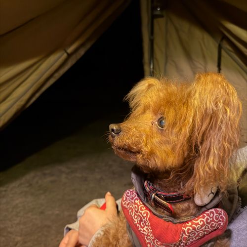 自宅から約30分でキャンプ場 羽根谷だんだん公園キャンプサイト ファミリーキャンプ 区画サイト tani3さんのキャンプブログ CAMPiii（キャンピー） -キャンプ専用SNS キャンプのすべてがここに集まる-