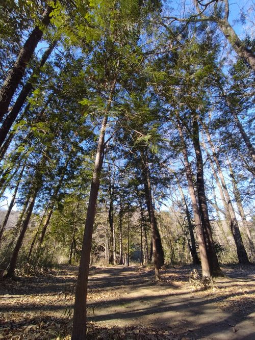 2026  1月キャンプ⛺️スタート😁 月川荘キャンプ場 林間サイト ソロキャンプ フリーサイト ぼっちオヤジさんのキャンプブログ CAMPiii（キャンピー） -キャンプ専用SNS キャンプのすべてがここに集まる-