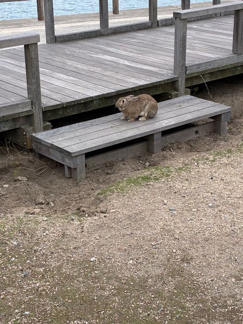 CAMPiii(キャンピー) わいげさんのキャンプブログ 2025年17回目ラストは、うさぎキャン🐇 大久野島キャンプ場