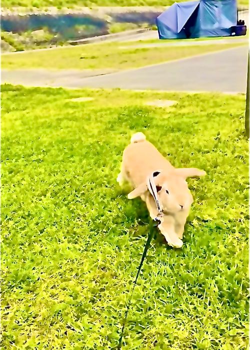 リベンジしなきゃ&hellip;やめられない、止まらない💦悪天候キャンパー天候(転向？)おじうさキャン△ in ゆうゆう広場 〜 CAMP NO.188 ゆうゆう広場 ソロキャンプ ファミリーキャンプ 区画サイト フリーサイト おじキャン△さんのキャンプブログ CAMPiii（キャンピー） -キャンプ専用SNS キャンプのすべてがここに集まる-