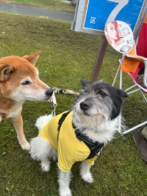 急に涼しい🤭　そんな日は､犬連れデイキャンプ⛺️  モリリン加瀬沼公園 グループキャンプ 区画サイト るぽこさんのキャンプブログ CAMPiii（キャンピー） -キャンプ専用SNS キャンプのすべてがここに集まる-
