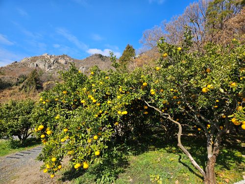 2025年ラストキャンプも、かじかじテラスで かじかじテラスcampfield ソロキャンプ 区画サイト オートサイト 三代目とっしぃさんのキャンプブログ CAMPiii（キャンピー） -キャンプ専用SNS キャンプのすべてがここに集まる-