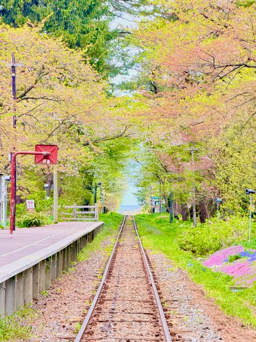 線路と枝垂れ桜と陽光 芦野公園オートキャンプ場 ソロキャンプ フリーサイト sea-bさんのキャンプブログ CAMPiii（キャンピー） -キャンプ専用SNS キャンプのすべてがここに集まる-