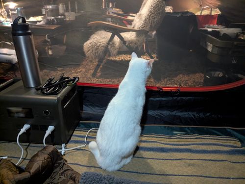 2026初キャンプ！SnowCamp withCAT！ the veg out ソロキャンプ グループキャンプ 区画サイト オートサイト ちあさんのキャンプブログ CAMPiii（キャンピー） -キャンプ専用SNS キャンプのすべてがここに集まる-