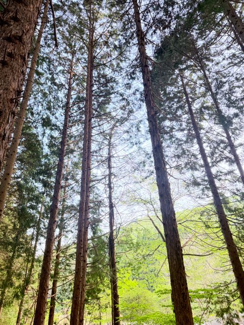 のんびりキャンプ ペンギン村 オートキャンプ場 ソロキャンプ オートサイト 区画サイト ちはみなさんのキャンプブログ CAMPiii（キャンピー） -キャンプ専用SNS キャンプのすべてがここに集まる-