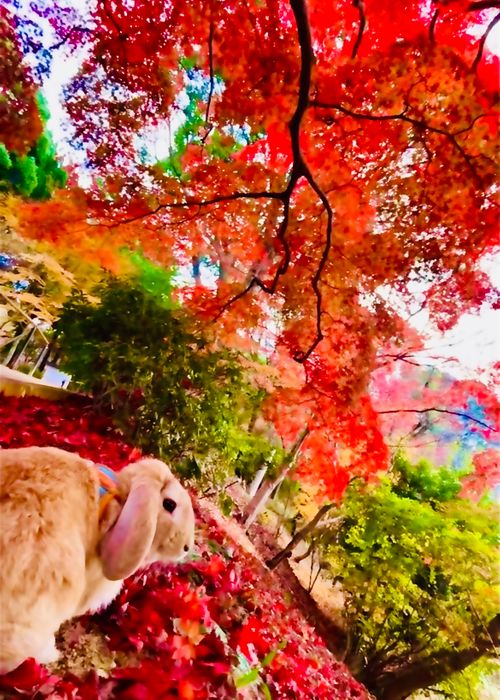 《秋》を楽しむ🐟おじうさキャン△ in 木屋川吉田河川公園 〜 CAMP NO.165 木屋川河川公園 ソロキャンプ ファミリーキャンプ フリーサイト おじキャン△さんのキャンプブログ CAMPiii（キャンピー） -キャンプ専用SNS キャンプのすべてがここに集まる-