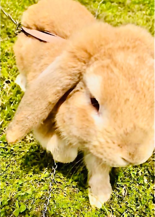 リベンジしなきゃ&hellip;やめられない、止まらない💦悪天候キャンパー天候(転向？)おじうさキャン△ in ゆうゆう広場 〜 CAMP NO.188 ゆうゆう広場 ソロキャンプ ファミリーキャンプ 区画サイト フリーサイト おじキャン△さんのキャンプブログ CAMPiii（キャンピー） -キャンプ専用SNS キャンプのすべてがここに集まる-