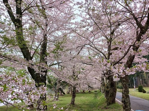 4/11（土）痛車で♨に入るだけの温泉旅？ 石川・片山津温泉 大江戸温泉物語 ながやま ファミリーキャンプ キャンピングカー vios outdoor'sさんのキャンプブログ CAMPiii（キャンピー） -キャンプ専用SNS キャンプのすべてがここに集まる-