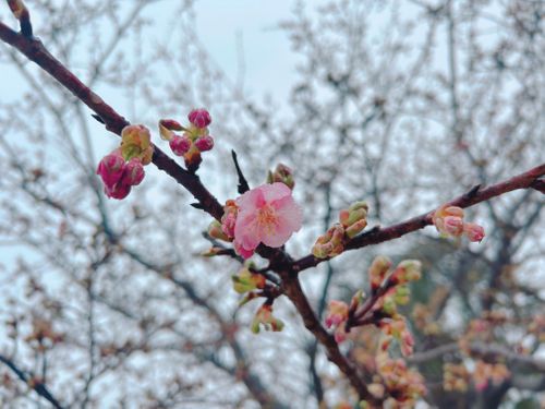 雨キャンを経験せよ！ 笠戸島家族旅行村 はやぷささんのキャンプブログ CAMPiii（キャンピー） -キャンプ専用SNS キャンプのすべてがここに集まる-
