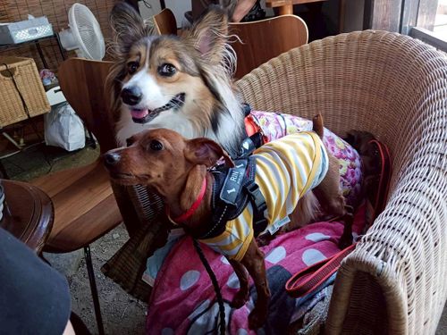 犬キャン! スリーアローズ那須キャンプビレッジ グループキャンプ ファミリーキャンプ 区画サイト まーささんのキャンプブログ CAMPiii(キャンピー) -キャンプ専用SNS キャンプのすべてがここに集まる-