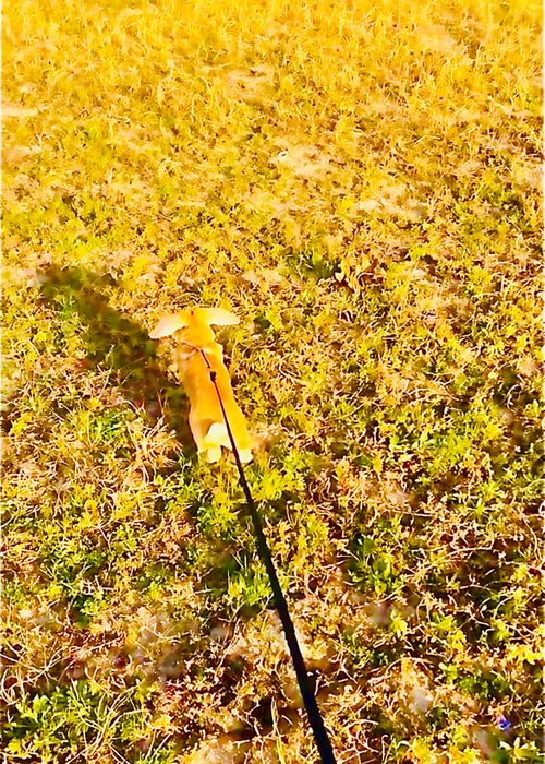 何にもしない&hellip;連泊おくつろぎおじおばうさキャン△ in 阿川ほうせんぐり海浜公園 〜 CAMP NO.181 阿川ほうせんぐり海浜公園 ソロキャンプ ファミリーキャンプ グループキャンプ フリーサイト おじキャン△さんのキャンプブログ CAMPiii（キャンピー） -キャンプ専用SNS キャンプのすべてがここに集まる-