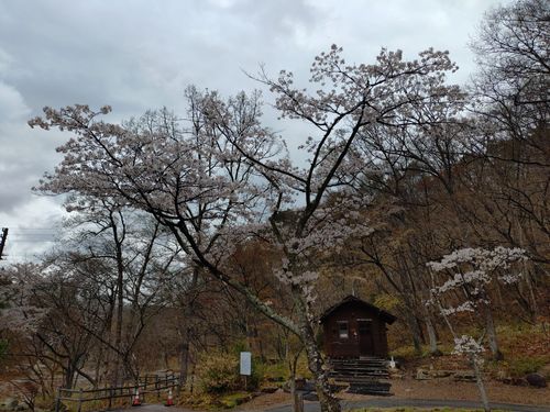 思ったより早い開花 不動尊公園キャンプ場 ソロキャンプ 区画サイト 古山たかしさんのキャンプブログ CAMPiii（キャンピー） -キャンプ専用SNS キャンプのすべてがここに集まる-