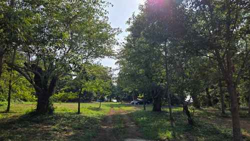 樹齢何年？という大きな木の下で&hellip; TSURUMAI CAMP PARK（ツルマイ キャンプ パーク） ソロキャンプ 区画サイト ke-nさんのキャンプブログ CAMPiii（キャンピー） -キャンプ専用SNS キャンプのすべてがここに集まる-