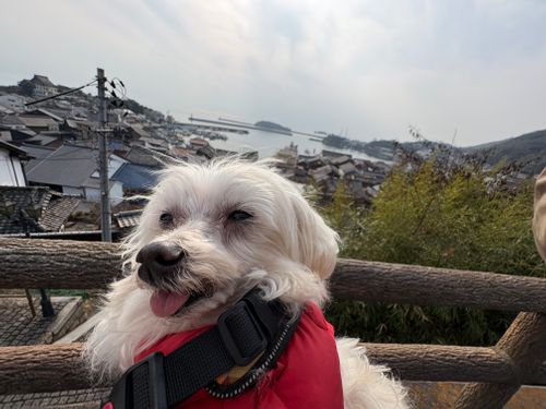 第91話　広島県は離島に行く！ Island Camp 百島 ソロキャンプ 区画サイト ちろ犬さんのキャンプブログ CAMPiii（キャンピー） -キャンプ専用SNS キャンプのすべてがここに集まる-