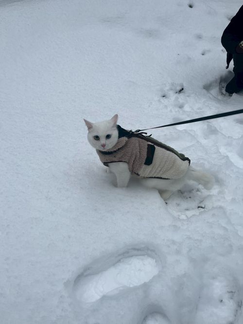 2026初キャンプ！SnowCamp withCAT！ the veg out ソロキャンプ グループキャンプ 区画サイト オートサイト ちあさんのキャンプブログ CAMPiii（キャンピー） -キャンプ専用SNS キャンプのすべてがここに集まる-