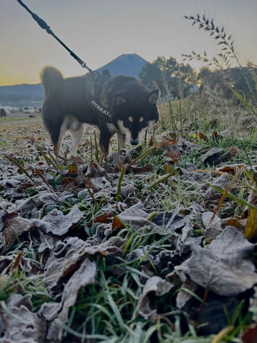 最高の天気だったふもとっぱらキャンプ ふもとっぱらキャンプ場 グループキャンプ フリーサイト OYAKATAさんのキャンプブログ CAMPiii（キャンピー） -キャンプ専用SNS キャンプのすべてがここに集まる-