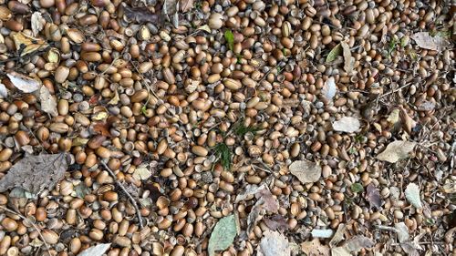 東大阪の夜景キャンプ！ 東大阪市立野外活動センター by RECAMP ファミリーキャンプ 区画サイト フォレキャンさんのキャンプブログ CAMPiii（キャンピー） -キャンプ専用SNS キャンプのすべてがここに集まる-