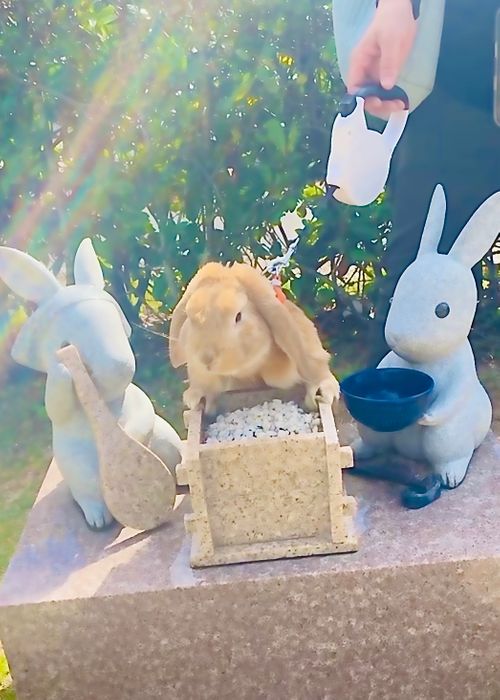 神在月に神の遣い《きなこ》と一緒に…出雲参拝おじおばうさキャン△ in 夢の森うさぎキャンプ場 〜 CAMP NO. うさぎ森林公園 夢の森うさぎ ファミリーキャンプ グループキャンプ 区画サイト おじキャン△さんのキャンプブログ CAMPiii(キャンピー) -キャンプ専用SNS キャンプのすべてがここに集まる-
