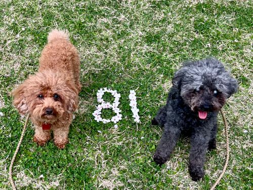 2026.3.29〜30 ビラ・マイルド akemi.09.02さんのキャンプブログ CAMPiii（キャンピー） -キャンプ専用SNS キャンプのすべてがここに集まる-