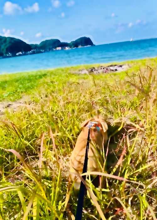 ちょっぴり寒くて予定外の？お籠りスタイルおじおばうさキャン△ in 阿川ほうせんぐり海浜公園 〜 CAMP NO.161 阿川ほうせんぐり海浜公園 ソロキャンプ ファミリーキャンプ グループキャンプ フリーサイト おじキャン△さんのキャンプブログ CAMPiii（キャンピー） -キャンプ専用SNS キャンプのすべてがここに集まる-