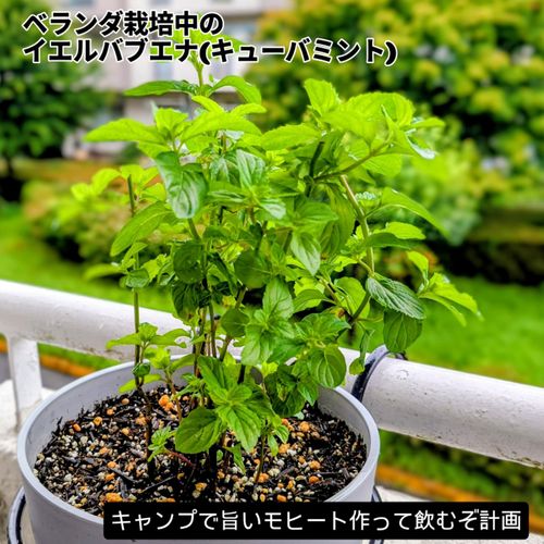 夏の栄養を補給しに♪ 府中市郷土の森公園 ソロキャンプ 好々爺🇯🇵さんのキャンプブログ CAMPiii（キャンピー） -キャンプ専用SNS キャンプのすべてがここに集まる-