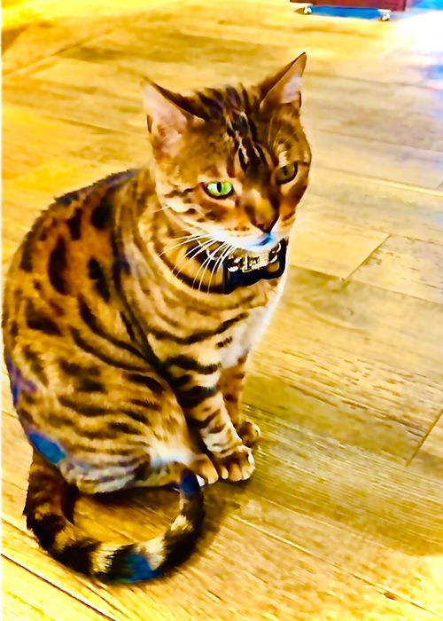 天国と地獄！？ 聖なる夜を愉しむおじおばうさキャン△ in グランヴェルデリゾート 〜 CAMP NO.168 GRAND VERDE RESORT ファミリーキャンプ グループキャンプ フリーサイト おじキャン△さんのキャンプブログ CAMPiii（キャンピー） -キャンプ専用SNS キャンプのすべてがここに集まる-