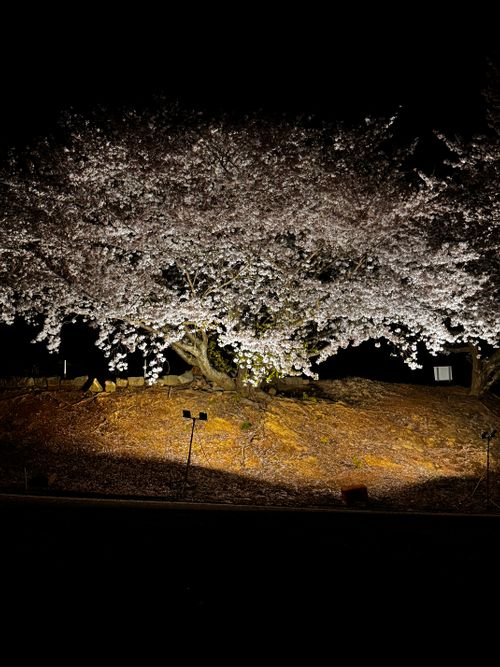 今年もなんとか行けた花見キャンプ🌸 草枕温泉てんすい ファミリーキャンプ フリーサイト Soraさんのキャンプブログ CAMPiii（キャンピー） -キャンプ専用SNS キャンプのすべてがここに集まる-