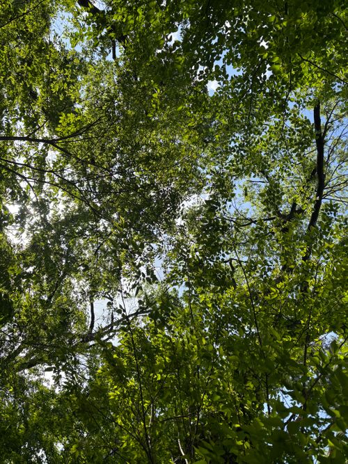 ４月キャンプ⛺️ 智光山公園 キャンプ場 ソロキャンプ フリーサイト boorishcamperさんのキャンプブログ CAMPiii（キャンピー） -キャンプ専用SNS キャンプのすべてがここに集まる-