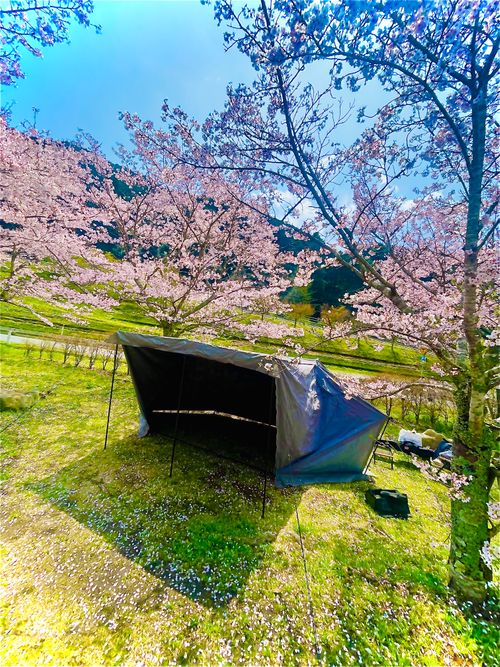 リベンジお花見🌸 & 新幕お試しおじうさキャン△ in 阿武川温泉公園 〜 CAMP NO.183 萩阿武川温泉公園（キャンプ可） ソロキャンプ ファミリーキャンプ フリーサイト おじキャン△さんのキャンプブログ CAMPiii（キャンピー） -キャンプ専用SNS キャンプのすべてがここに集まる-