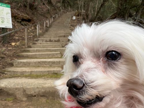 CAMPiii（キャンピー） ちろ犬さんのキャンプブログ 第90話　今回は岡山観光記事っす 弥高山公園キャンプ場