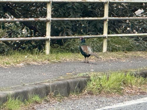 初めてのチャリキャンプ！🚲🏕 柳瀬キャンプ場 ファミリーキャンプ フリーサイト まちさんのキャンプブログ CAMPiii（キャンピー） -キャンプ専用SNS キャンプのすべてがここに集まる-