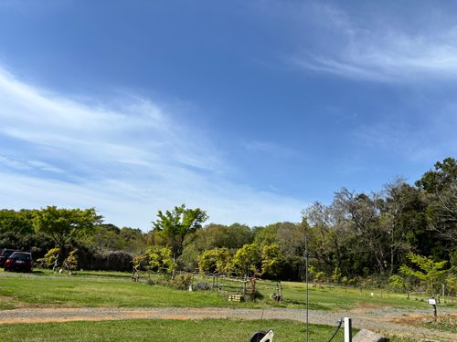 ただベーコンを炙ってみたかっただけのキャンプ 茨城県 ソロキャンプ 区画サイト ASAPさんのキャンプブログ CAMPiii（キャンピー） -キャンプ専用SNS キャンプのすべてがここに集まる-