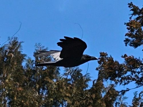 自分史上最重量級キャンプ。 兵庫県 ソロキャンプ フリーサイト ぞのさんさんのキャンプブログ CAMPiii（キャンピー） -キャンプ専用SNS キャンプのすべてがここに集まる-