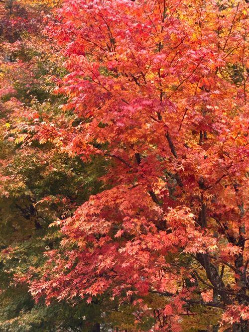 紅葉🍁キャンプ 山伏オートキャンプ場 ソロキャンプ グループキャンプ 区画サイト Genさんのキャンプブログ CAMPiii（キャンピー） -キャンプ専用SNS キャンプのすべてがここに集まる-