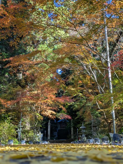 紅葉キャンプ🍁 新平ヶ原公園キャンプ場 Kurikko-tomoさんのキャンプブログ CAMPiii（キャンピー） -キャンプ専用SNS キャンプのすべてがここに集まる-